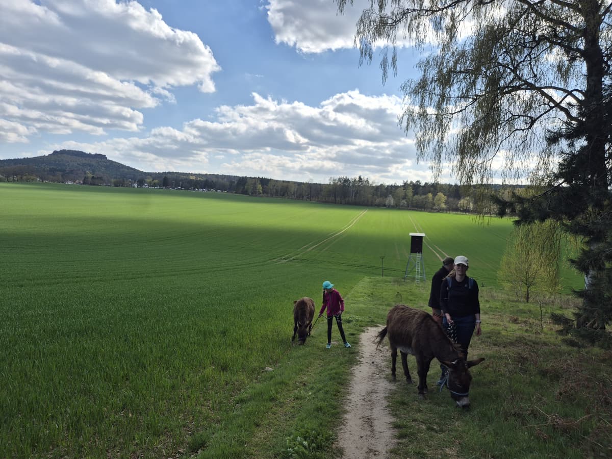 Menschen gehen mit Eseln am Feldrand