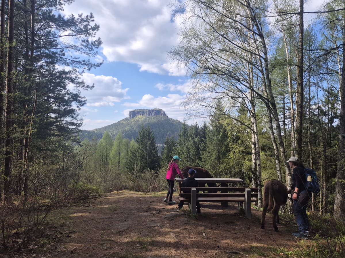 Wald und Felsen mit Eseln am Rastplatz